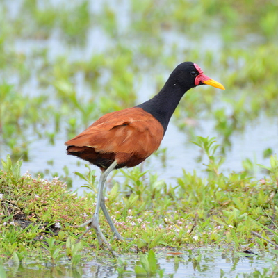 Moorhen (Common Gallinule) (1)